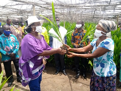 Suhum Municipal Assembly distributes 50,000 free oil palm seedlings to 120 farmers