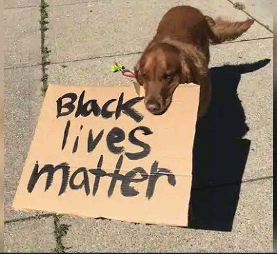 Dog filmed holding “black lives matter” sign at US protest