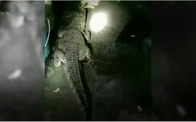 Five-foot crocodile found ‘resting’ in bathroom