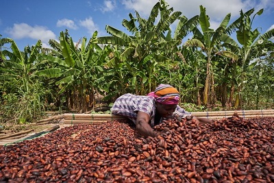 COCOBOD, African Development Bank celebrate disbursement of loan to boost cocoa productivity