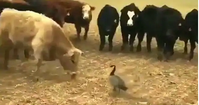 Goose  fends itself from bully  cows