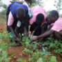 ●●Ghana needs more youth in agric