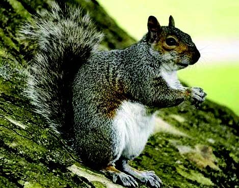Vicious squirrel attacks 18 people in two-day Christmas rampage