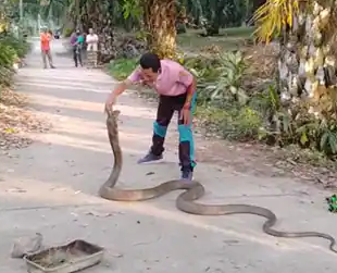 Hombre atrapa a cobra мassiʋe con manos separadas - The Spectator