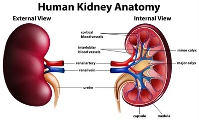 ‘Kidney health for all’
