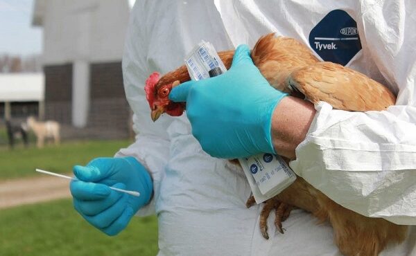 Bird flu: Govt support for poultry farmers