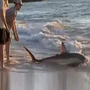 Heroic beachgoers rescue shark stranded on beach