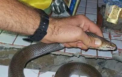 Venomous cobra found in family prayer room
