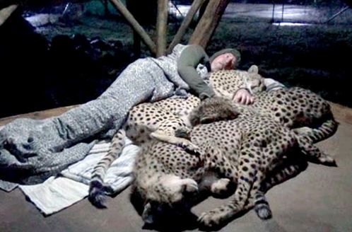 Man sleeps with cheetahs to know their sleep pattern