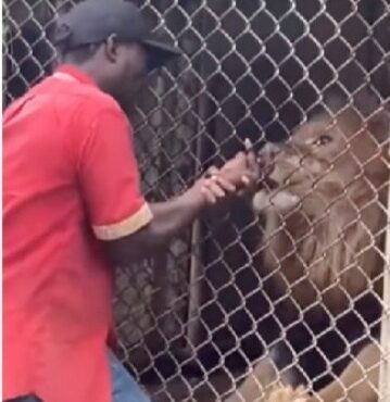 Lion bites off zookeeper’s finger as he teases it through cage