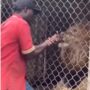 He was seen trying to pull his hand away from the lion