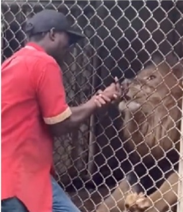He was seen trying to pull his hand away from the lion
