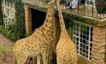 Woman gives food to giraffes from hotel balcony