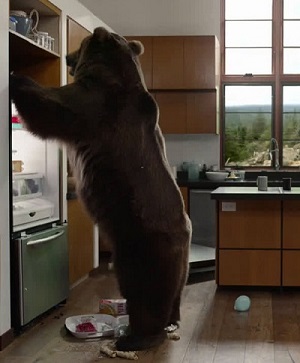 The bear entered the house in search for food