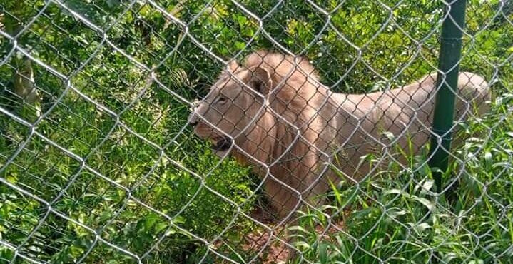 ‘No lion has escaped from Accra Zoo’ – Forestry Commission