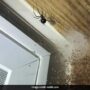 • Giant spider and babies infested the house