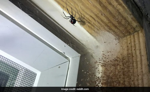 Homeowner contemplates “burning down property” after finding giant spider and its babies in apartment