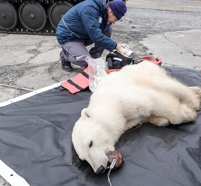 Polar bear rescued after getting tongue stuck in milk can
