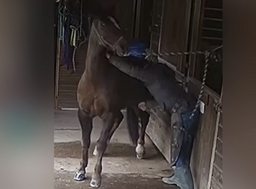 Man in custody for slapping police horse’s butt