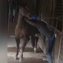 • A man physically abusing a horse
