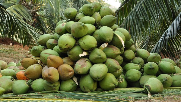Coconut – potential income generation