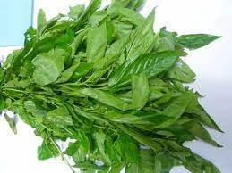 Health benefits of jute leaves (Ademe)