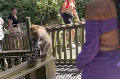 Selfie time gone bad as monkey snatches tourist’s purse