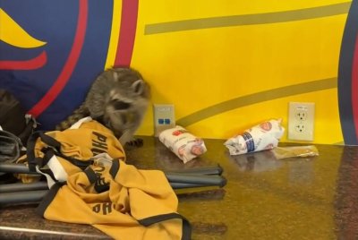 Raccoon crashes through press box ceiling at Utah soccer game