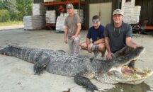 Hunters kill record-breaking alligator after all-night battle