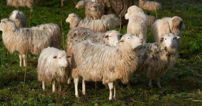 Herd of sheep eats 100kg of cannabis in Greece