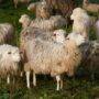 • Herd of sheep