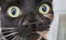 Meet Nanny McPhee-the rare cat with two noses