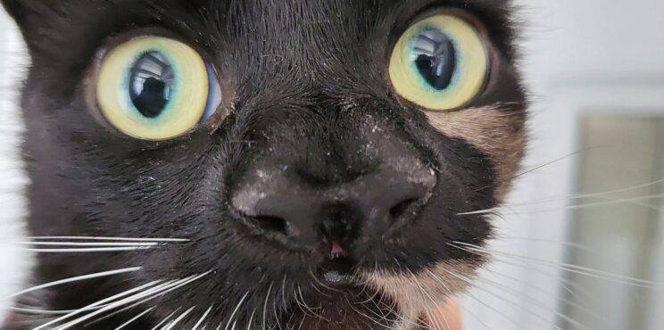 Meet Nanny McPhee-the rare cat with two noses