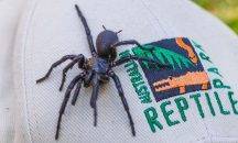 Largest male specimen of world’s most venomous spider found in Australia