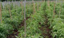 500-acre tomato, pepper farms established in Akuse