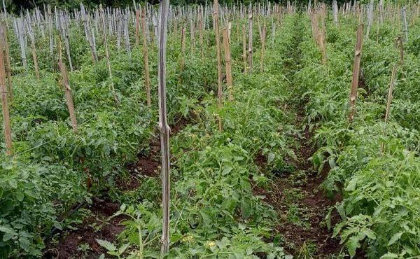 500-acre tomato, pepper farms established in Akuse